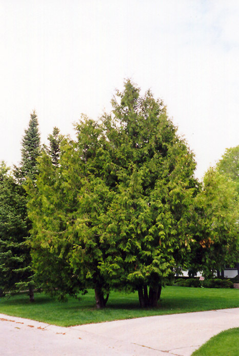 Arborvitae (Thuja occidentalis) at Wasson Nursery