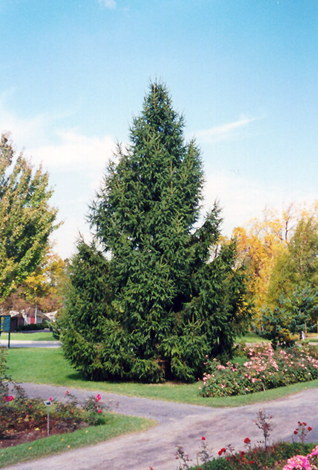 Norway Spruce (Picea abies) at Wasson Nursery