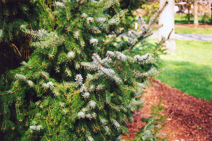 Serbian Spruce (Picea omorika) at Wasson Nursery