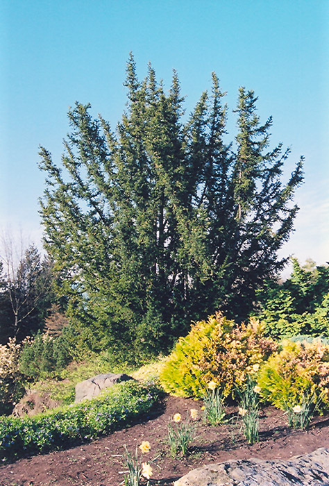 English Yew (Taxus baccata) at Wasson Nursery