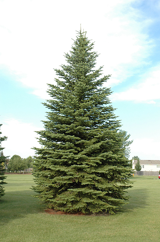 Colorado Spruce (Picea pungens) at Wasson Nursery