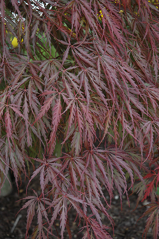 Tamukeyama Japanese Maple (Acer palmatum 'Tamukeyama') at Wasson Nursery