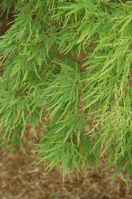 Cutleaf Japanese Maple (Acer palmatum 'Dissectum') at Wasson Nursery