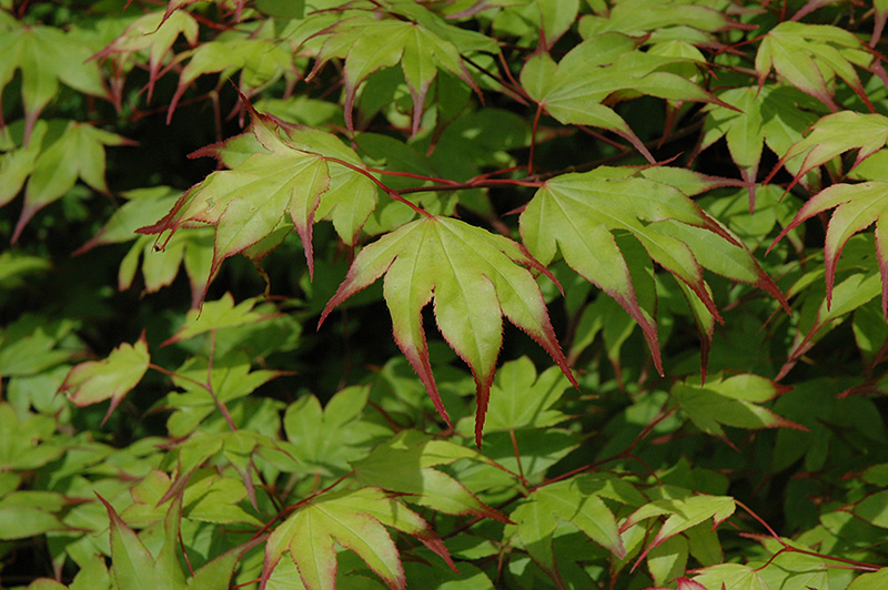 Tsuma Gaki Japanese Maple (Acer palmatum 'Tsuma Gaki') at Wasson Nursery