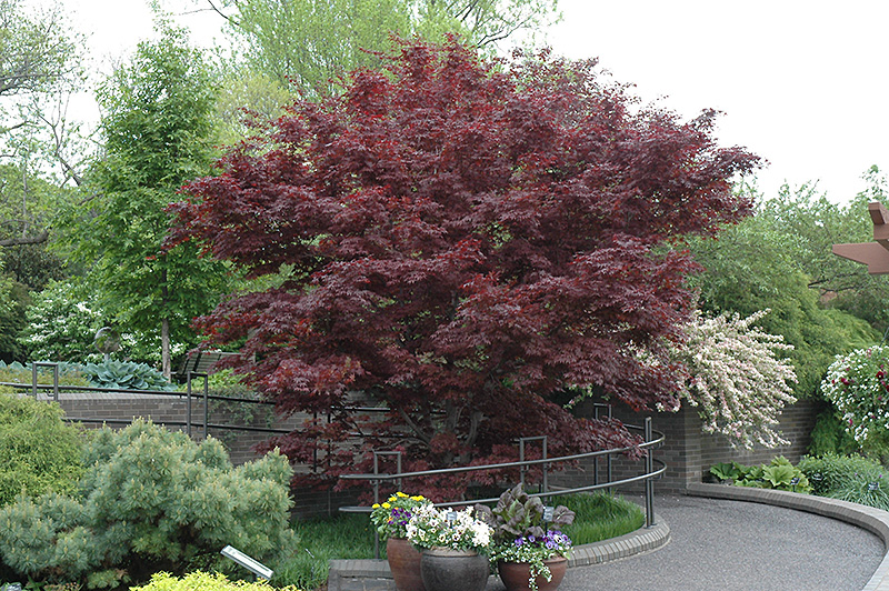 Bloodgood Japanese Maple (Acer palmatum 'Bloodgood') at Wasson Nursery