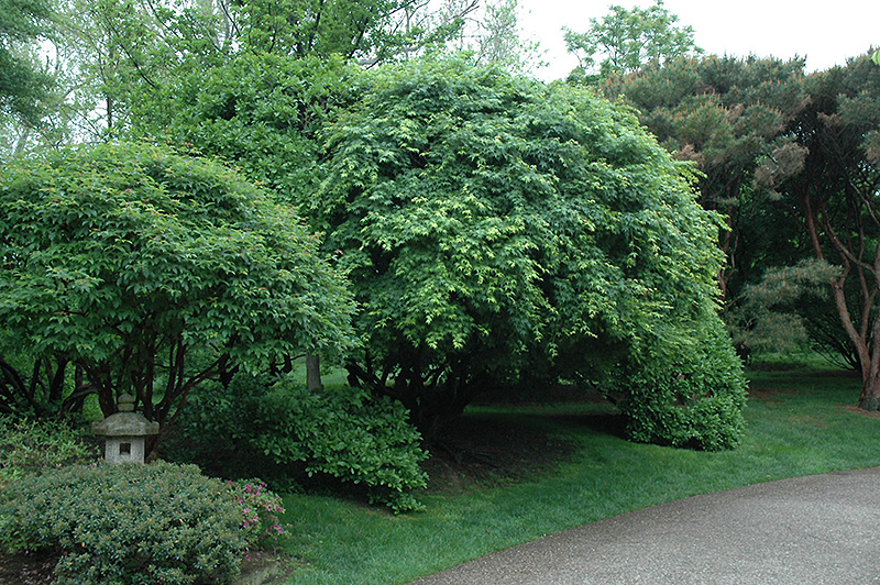 Japanese Maple (Acer palmatum) at Wasson Nursery
