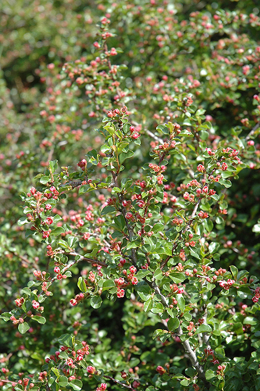 Cranberry Cotoneaster (Cotoneaster apiculatus) at Wasson Nursery