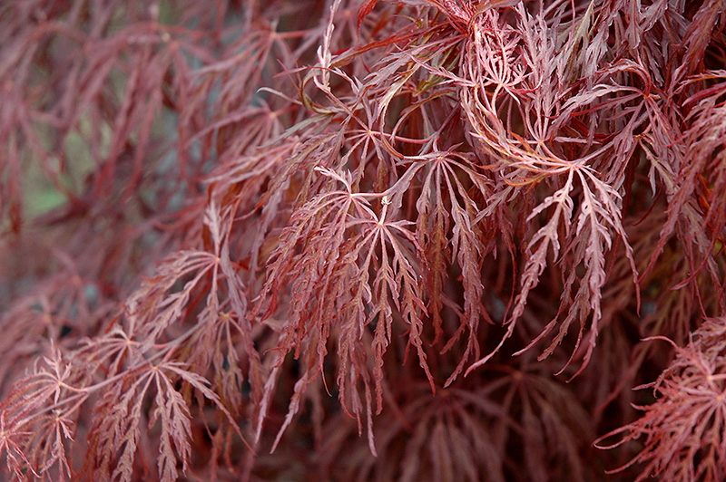Crimson Queen Japanese Maple (Acer palmatum 'Crimson Queen') at Wasson Nursery