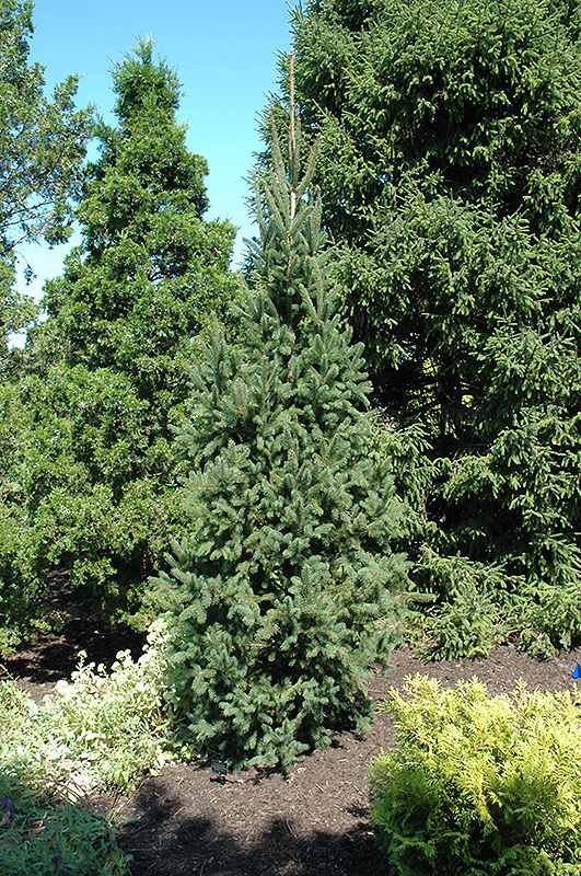 Columnar Norway Spruce (Picea abies 'Cupressina') at Wasson Nursery