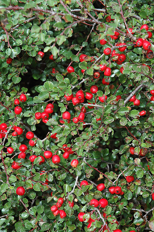 Cranberry Cotoneaster (Cotoneaster apiculatus) at Wasson Nursery