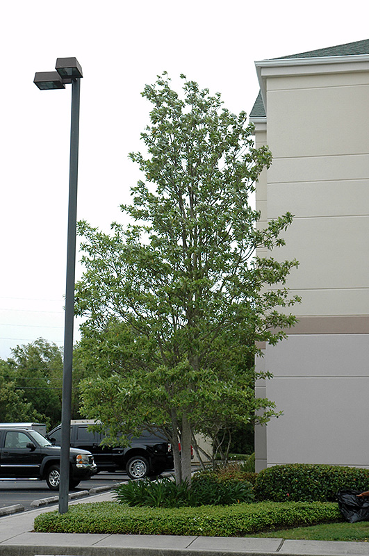 Sweetbay Magnolia (Magnolia virginiana) at Wasson Nursery