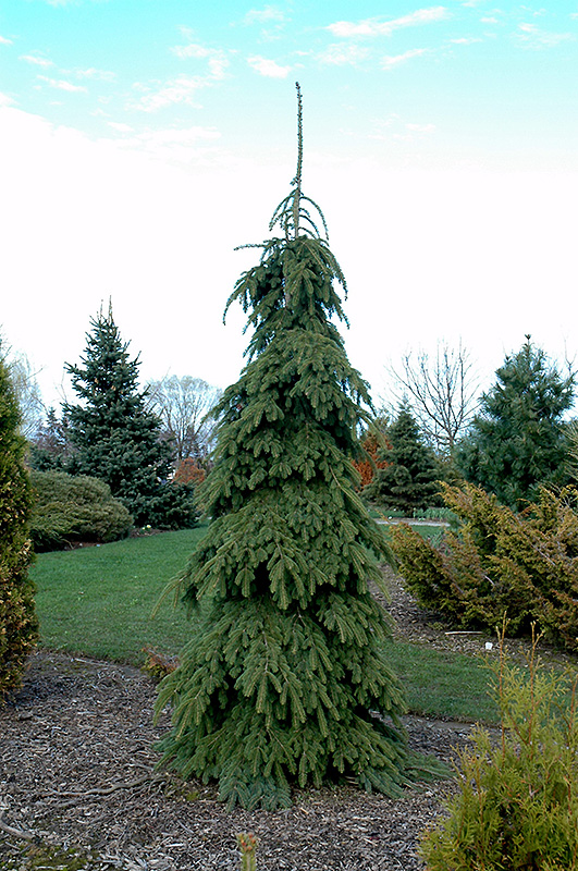 Weeping White Spruce (Picea glauca 'Pendula') at Wasson Nursery