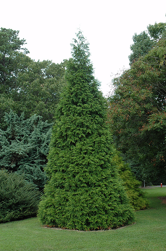 Green Giant Arborvitae (Thuja 'Green Giant') at Wasson Nursery