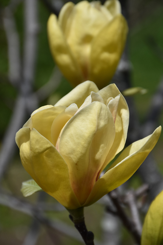 Sunsation Magnolia (Magnolia 'Sunsation') at Wasson Nursery