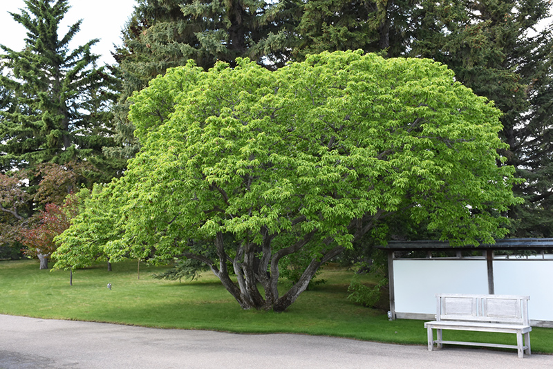 Amur Maple (Acer ginnala) at Wasson Nursery